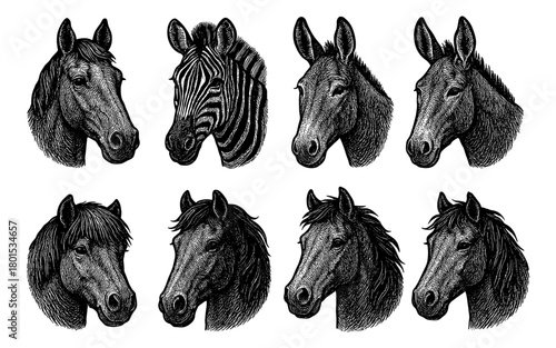 Hand drawn equine and zebra heads: detailed black and white animal art