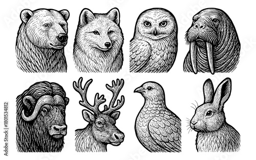 Intricate wildlife animal portraits in detailed black and white hand drawn style