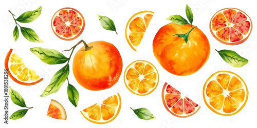 Set of orange Clementine in watercolor style. Various sizes including whole fruit and halves with leaves, soft orange and green tones, isolated on white background. Vector.