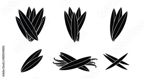 Vanilla beans vector illustration aromatic spice flavoring ingredient