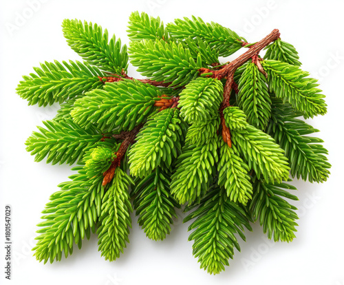 Fir tree branch isolated on...