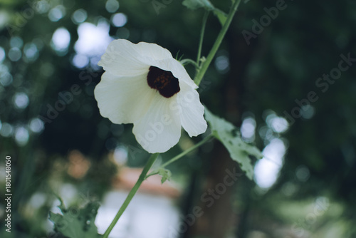 Elegant White Longiflorum Lily ‘Carpino’ Blooming in the Rain. Graceful White Lily ‘Carpino’ Blossoms During the Rainy Season