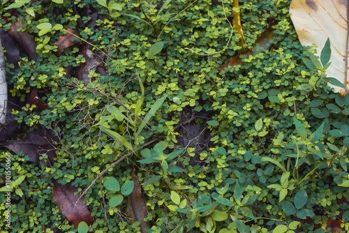 Green Plants Growing in the Rain Across Asia. Rain-Soaked Green Plants on Asian Forest Floors