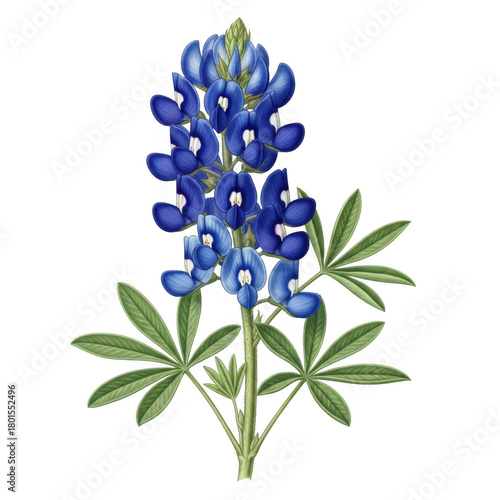 bluebonnet flower with green leaves on transparent background