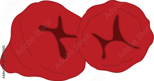 various kinds of fruit