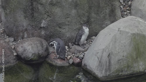 penguins close to a rock