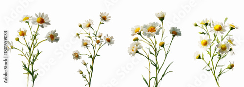 Set of watercolor wild chamomile flowers. Medicinal chamomile flower with white flowers and green leaves. Wild and meadow flowers. Medicinal herbs with flowers hand drawn illustration.