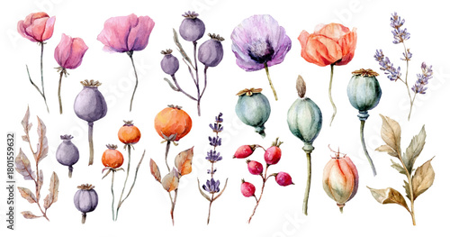 Collection of isolated watercolor illustrations of autumn flora. Pink and orange poppy flowers, dry poppy capsules, lavender branches and red rose hips. Autumn flowers and fruits hand drawn.