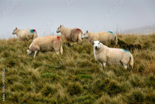 Sheep in the Brecon Beacons