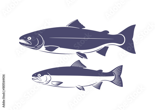 illustration of salmon and trout in clip art style

