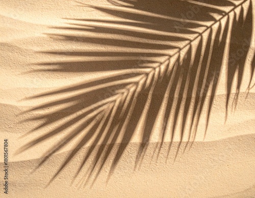 Overhead shot of fine-grained sand with the sharp, distinct shadow of a large palm leaf creating an abstract pattern