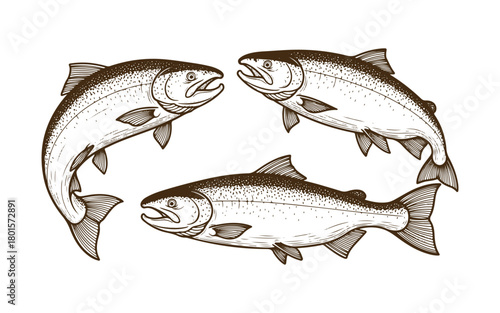 line art representation of salmon fish. Fish vector crafted by hand. Fish tattoo on a bright white background.
