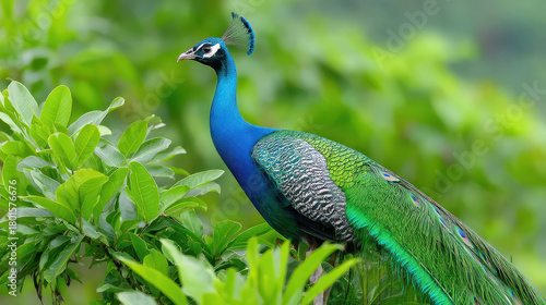 Wallpaper Mural Vibrant peacock stands gracefully among lush green foliage showcasing its stunning plumage. This wild animal captivates with its colorful feathers and majestic presence in nature Torontodigital.ca