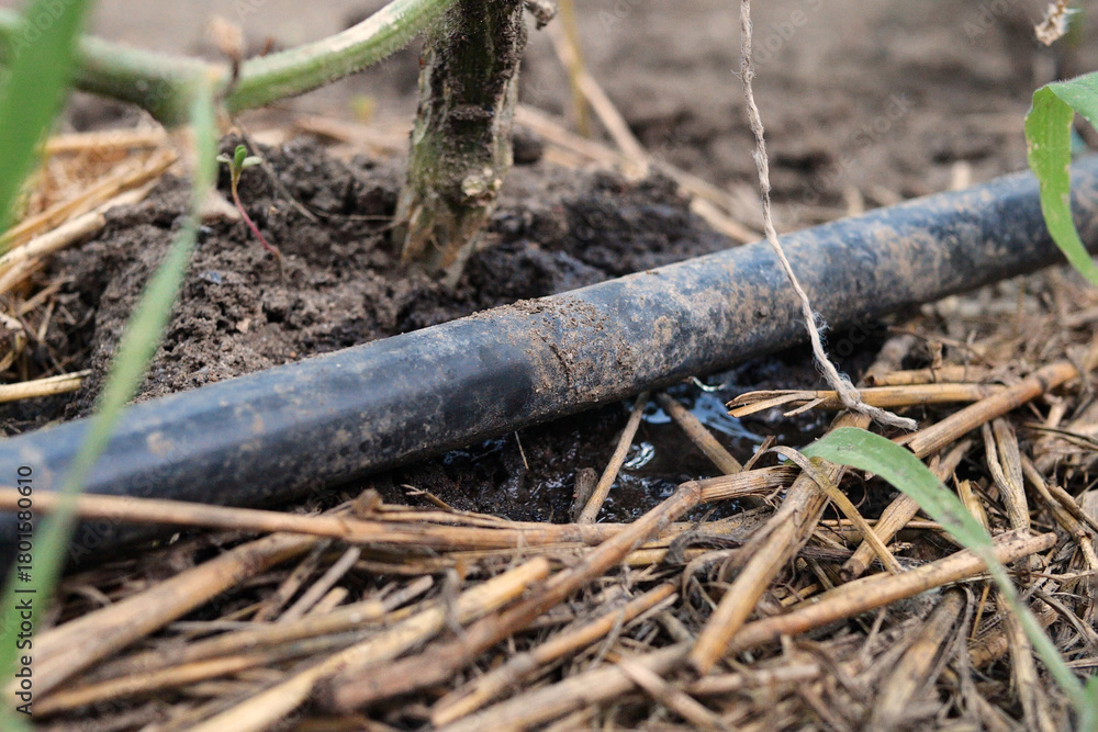 Fototapeta premium drip watering of the plant. Water drips onto the drip irrigation system used on the farm and saves water drop by drop