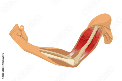 Arm muscle biceps with skeleton. Muscle tension of human hand on white background. Bones and joints in male silhouette. Medical vector illustration of hand for clinic or hospital