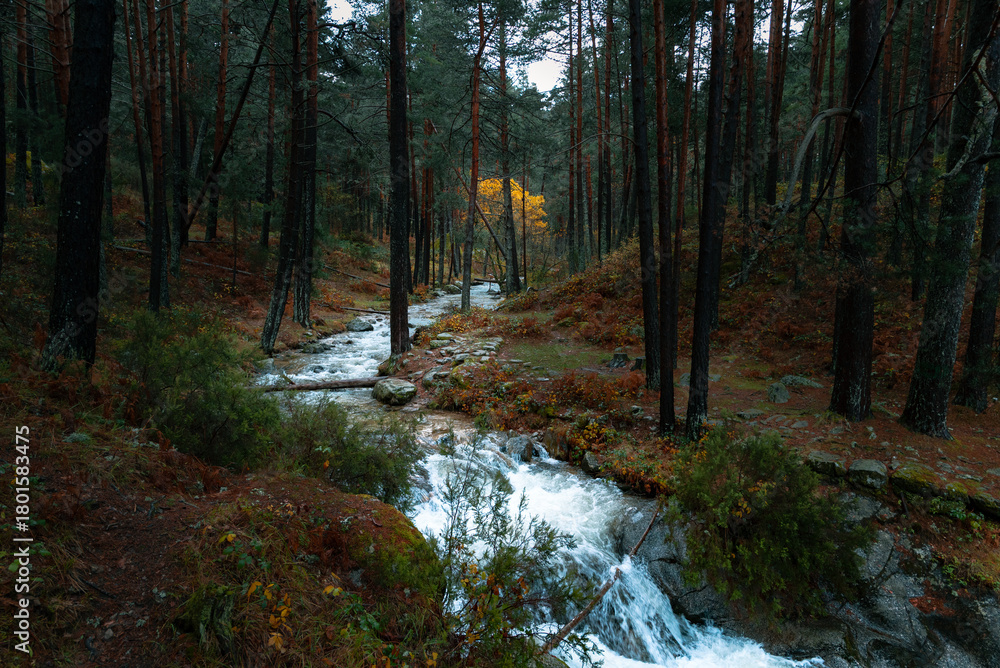 Obraz premium El otoño sobre el bosque y el rio que crece