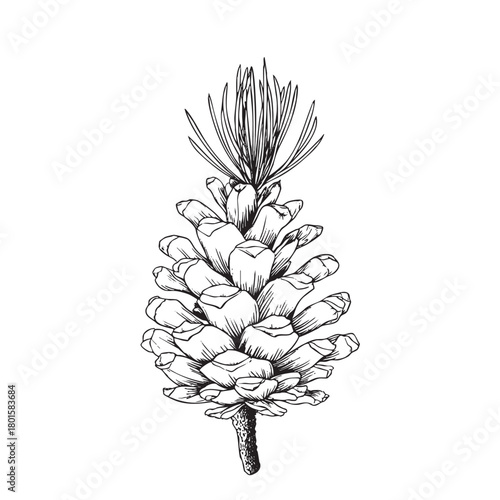 Engraving style sketch of a pine cone with needles attached