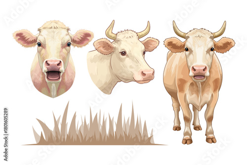 Set of cow vector illustrations. Set of cow vector clipart designs.