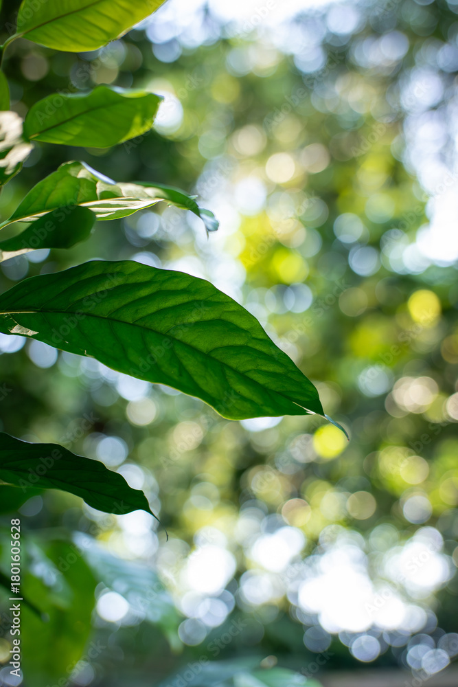 Obraz premium Sharp Green Tropical Leaf Against Bright Bokeh Forest Background