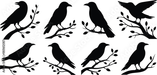 Silhouette crow and raven birds perched on branches, flying bird vector set, nature wildlife illustration collection for creative design use