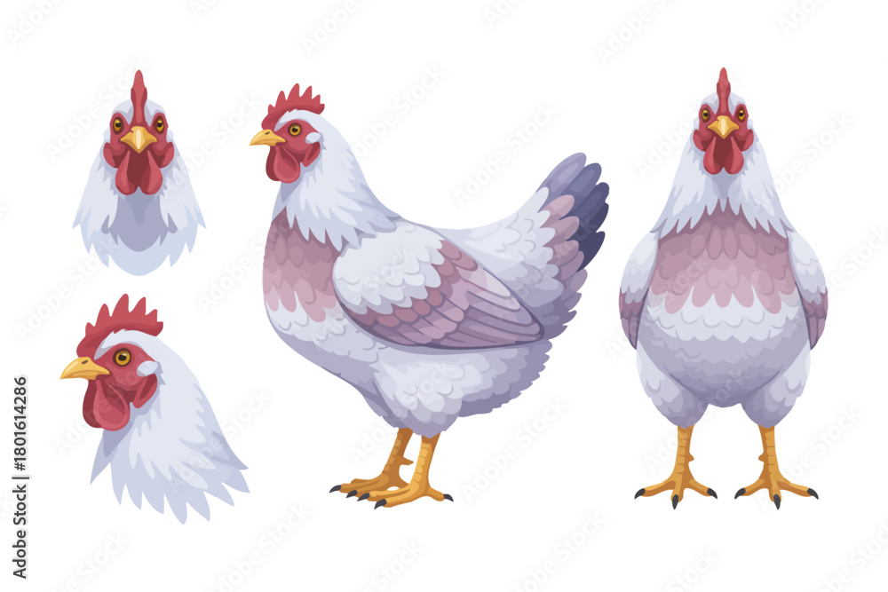 Fototapeta premium Chicken hen vector illustration set. Female chickens vector clipart design. Farm animals