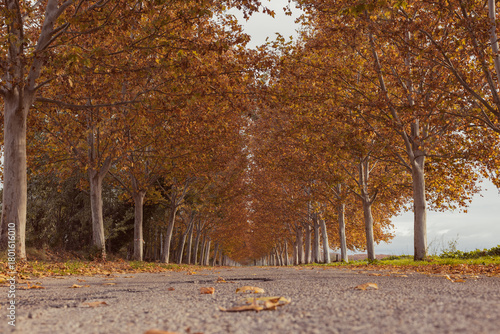 Autumn tree tunnel on the way to infinity