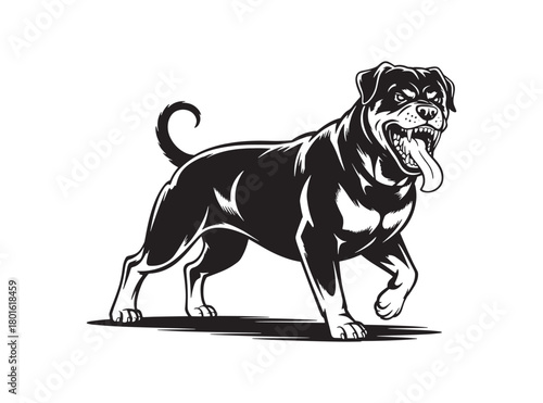 Aggressive rottweiler dog snarling with tongue out, isolated black and white