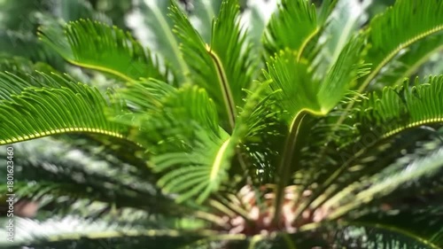 Closeup of green sago palm leaves in a lush tropical garden