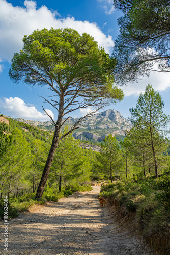 Forest trail and view of the Montagne Sainte-Victoire in Provence, a limestone mountain ridge in the south of France