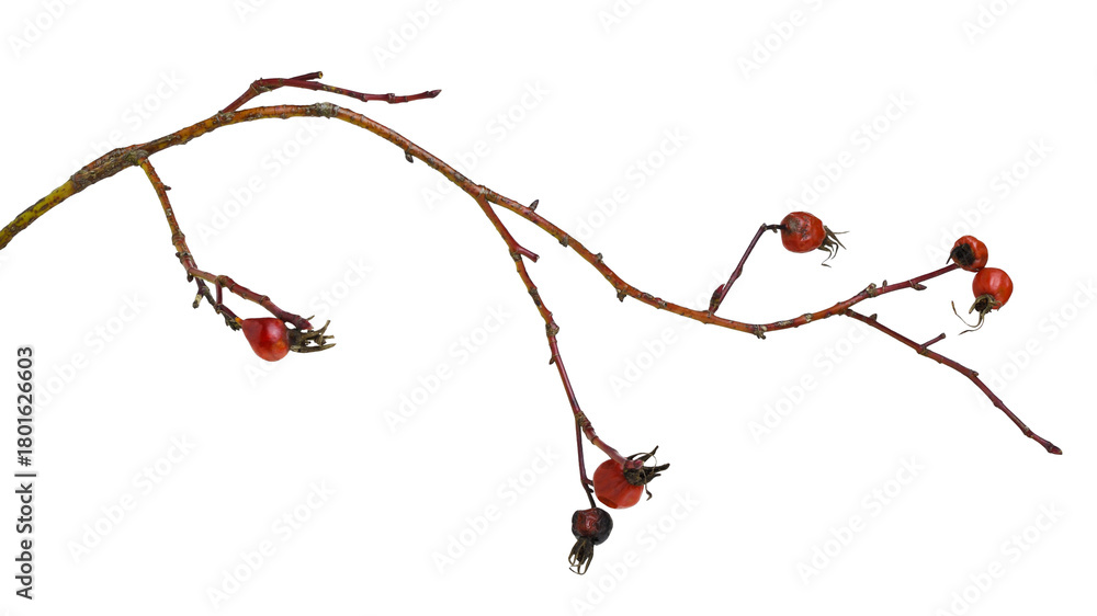 Fototapeta premium Dry twig with red berries of wild fose isolated on white or transparent background