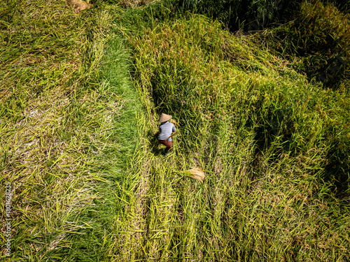 Wallpaper Mural Aerial view of a lone figure harvesting rice in the golden fields under the afternoon sun, Senganan, Bali, Indonesia. Torontodigital.ca