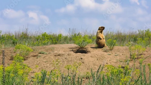 A scene from the family life of steppe marmots: the female calls the cubs to hide in the hole, but only one comes.