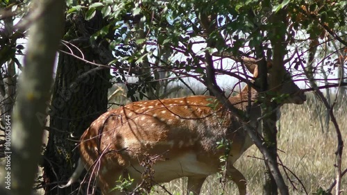 A male European fallow deer (Dama dama) hides among dense vegetation, then leaves the shelter and runs away, close-up.