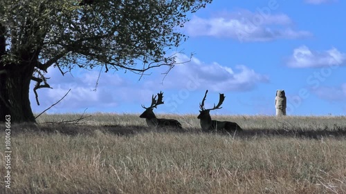 Two male European fallow deer rest in the shade of a tree against the backdrop of the vast steppe and the Kurgan stelae or Balbals (statue menhirs), wide angle.