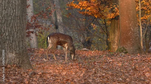 Young male European fallow deer (Dama dama) grazing in autumn forest, medium shot.