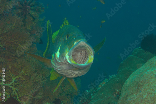 Two-striped sweetlips or giant sweetlips opens the mouth for  cleaning at cleaning station of Bali
