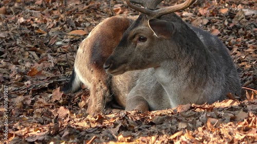 A male European fallow deer driving away annoying autumn flies, while resting on fallen leaves in an autumn forest, front view, close-up.