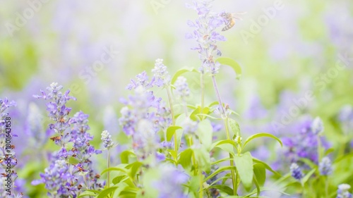 Soft focus lavender and greenery floral background