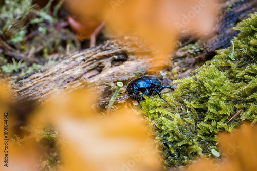 Nahaufnahme eines Wald Mistkäfers auf einem Baumstumpf und Moos, Deutschland