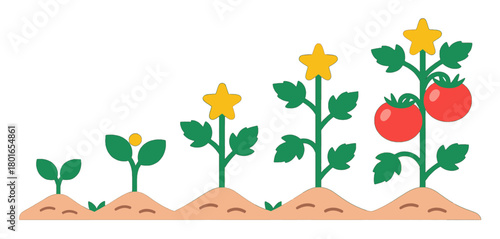 Stages of tomato plant growth with ripe tomatoes