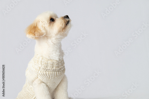 Cute Cream Maltipoo Dog Sitting and Looking Up on White Background