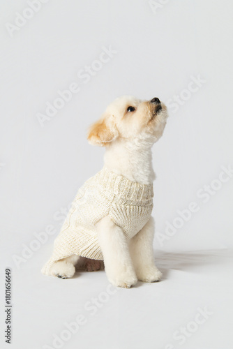 Cute Cream Maltipoo Dog Sitting and Looking Up on White Background