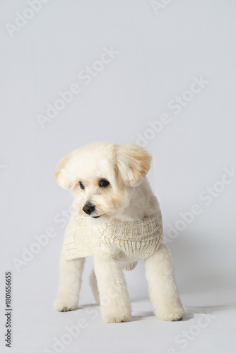 Cute Cream Maltipoo Dog Sitting and Looking Up on White Background