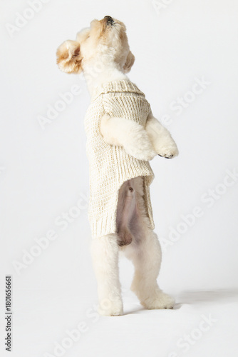 Cute Cream Maltipoo Dog Sitting and Looking Up on White Background