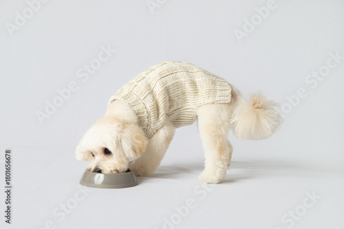 Cute Cream Maltipoo Dog Sitting and Looking Up on White Background