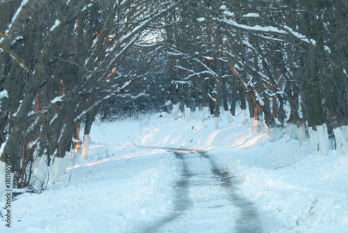 Snow-covered pathway winding through a serene forest, flanked by tall trees with branches creating a natural archway, inviting exploration in a tranquil winter landscape