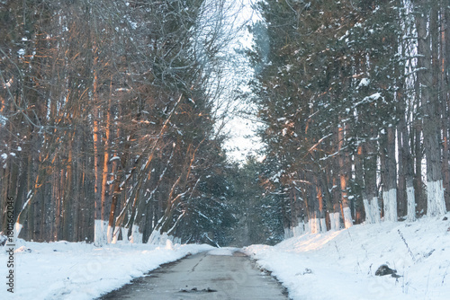 Snow-covered pathway winding through a serene forest, flanked by tall trees with branches creating a natural archway, inviting exploration in a tranquil winter landscape