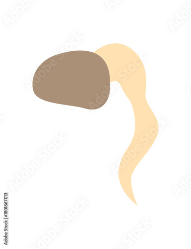 Carrot life cycle element. Carrot embryo. Fresh cartoon, young carrot. Healthy vegetable food. Vector illustration on white isolated background