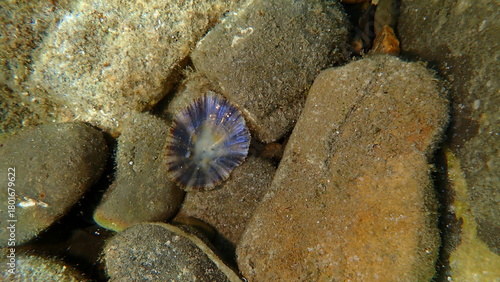 Quadro em tela Mediterranean limpet or rayed Mediterranean limpet (Patella caerulea) shell unde