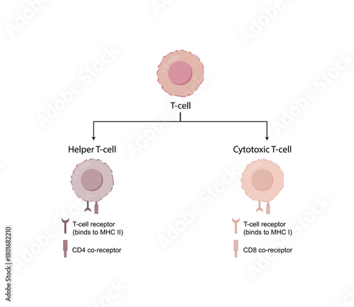 T Cell, CD4+ helper T cell and CD8+ cytotoxic T cell, CD Antigen Types, CD4 And CD8. T lymphocyte types. Vector Illustration.